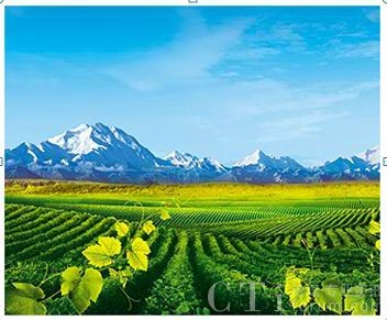 中國(guó)葡萄酒